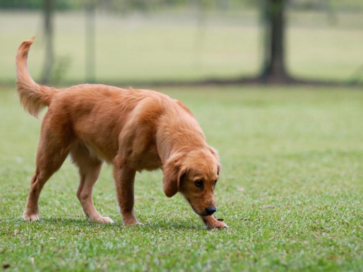 Perché i cani mangiano la cacca?