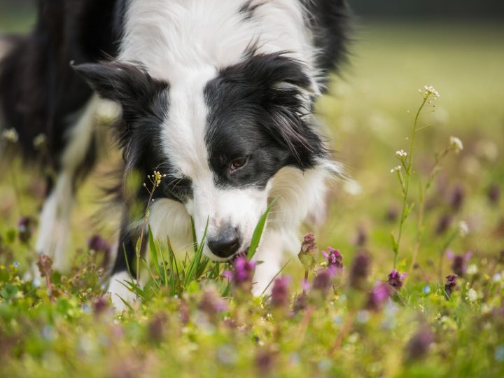 Perché i cani mangiano l’erba?