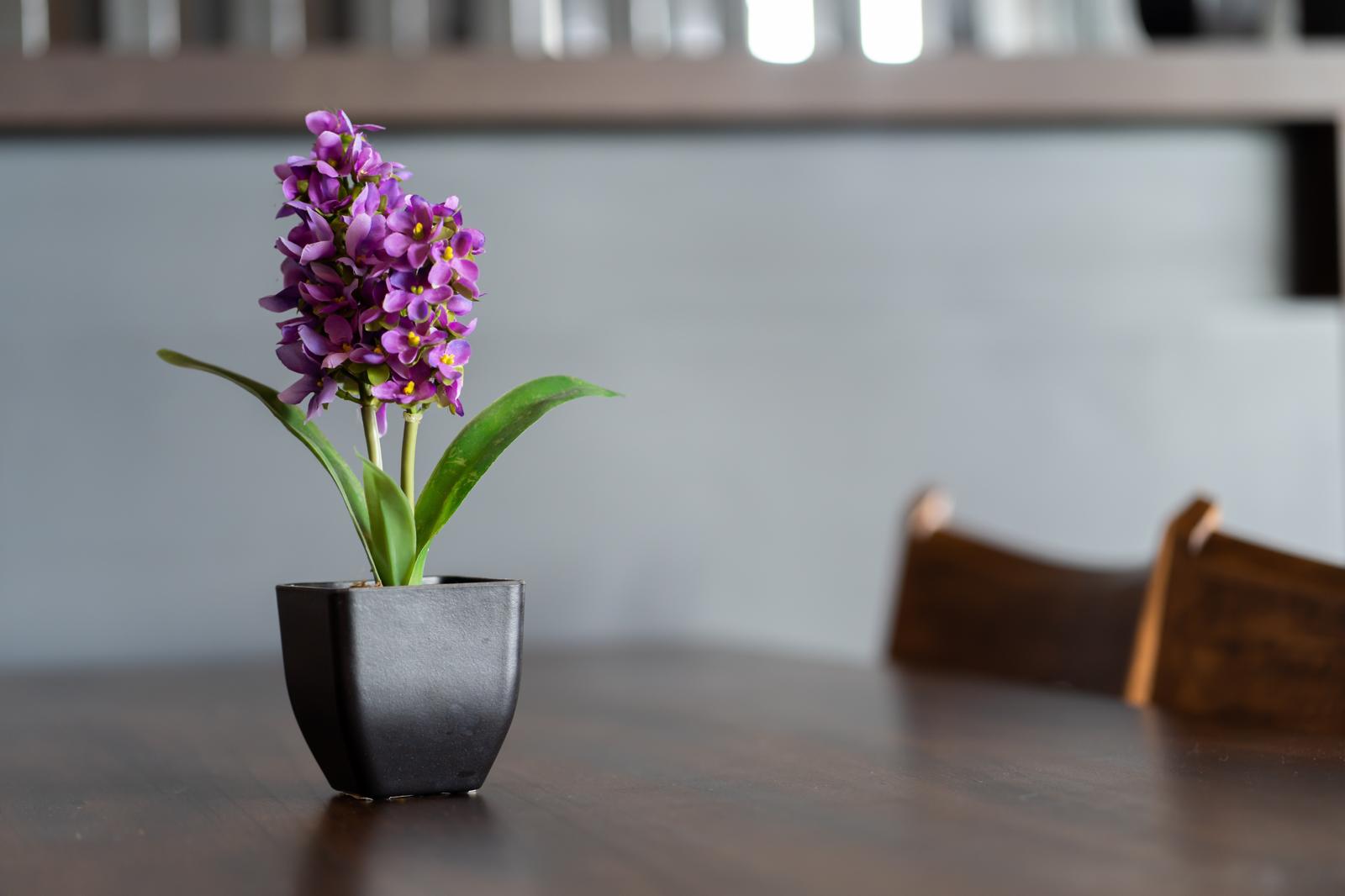 Come curare le orchidee in casa: segreti per la cura casalinga!